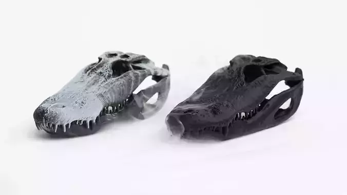 Alligator Skull Model -  3D print model