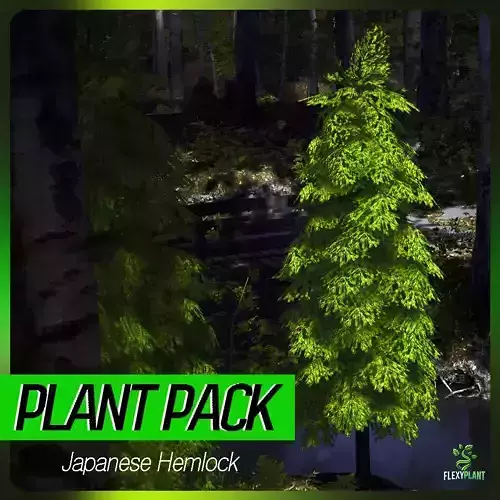 Japanese Endemic Species Plant - 4 Japanese Hemlock Tree