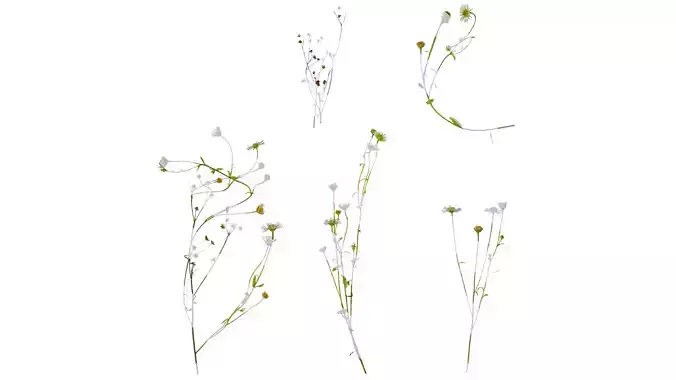 Anydrafts Erigeron annuus Atlas 01