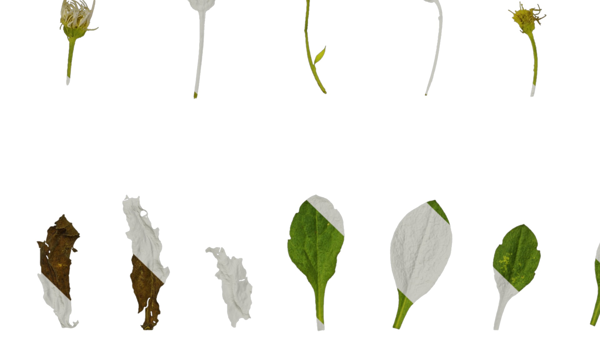 Anydrafts Erigeron annuus Atlas 02 Texture_5