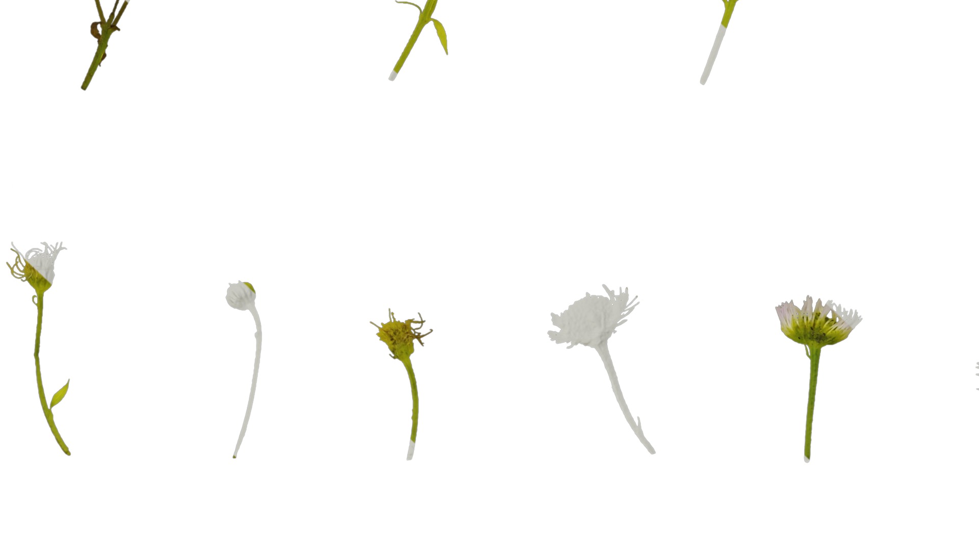 Anydrafts Erigeron annuus Atlas 02 Texture_7