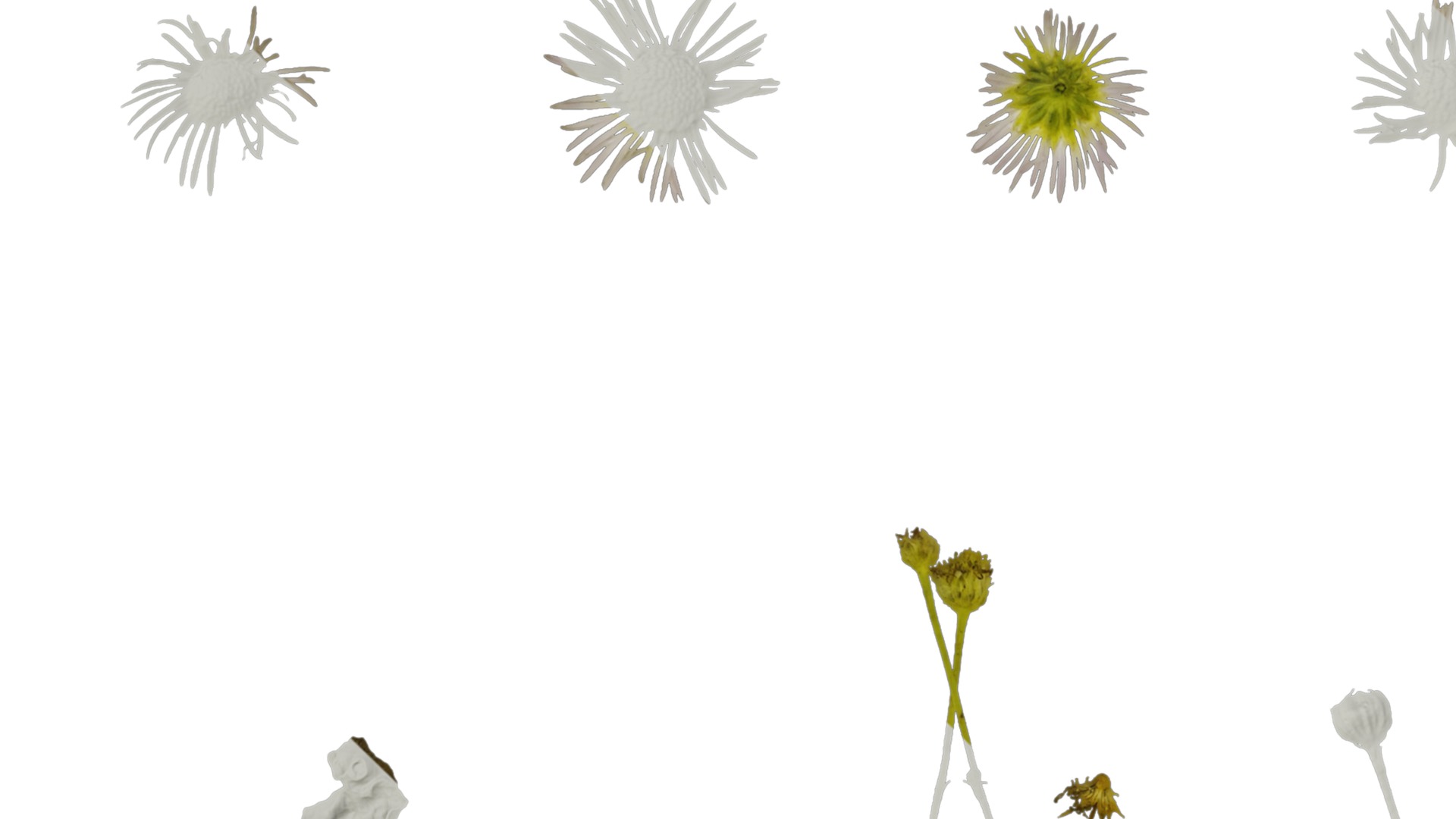 Anydrafts Erigeron annuus Atlas 02 Texture_1