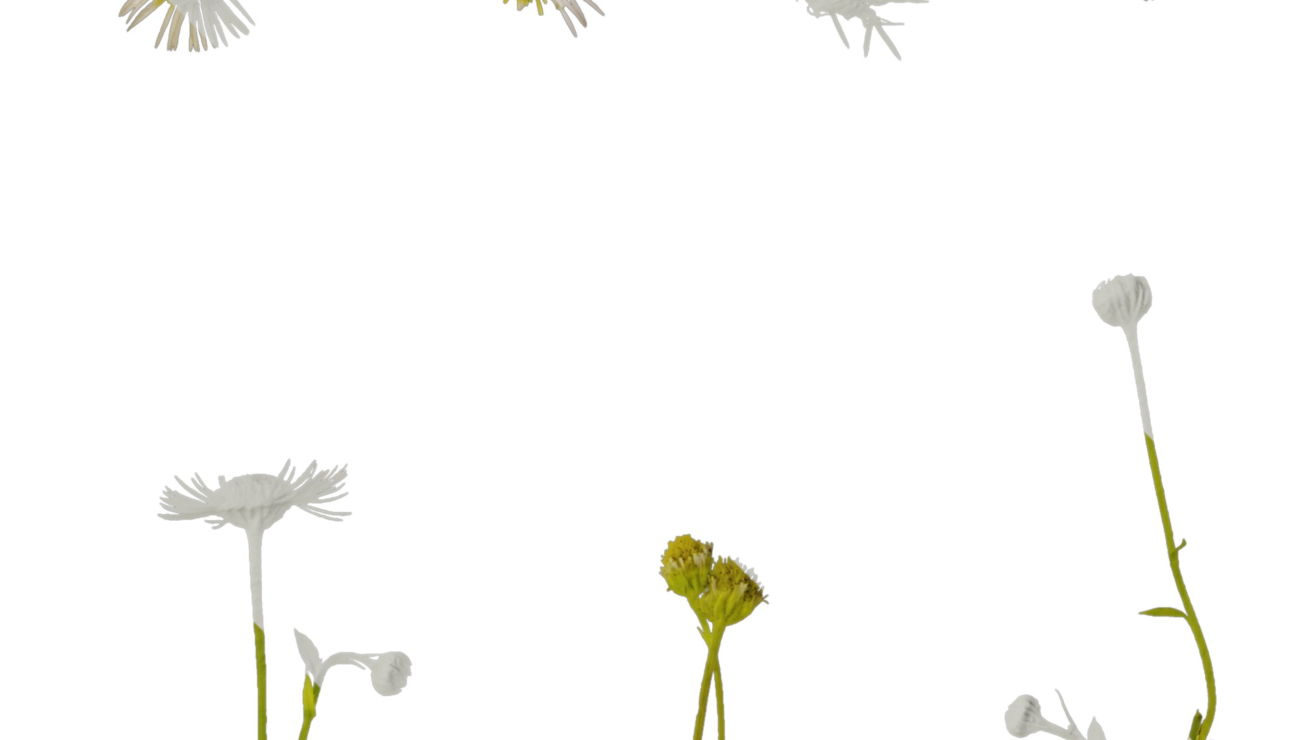Anydrafts Erigeron annuus Atlas 02 Texture_2
