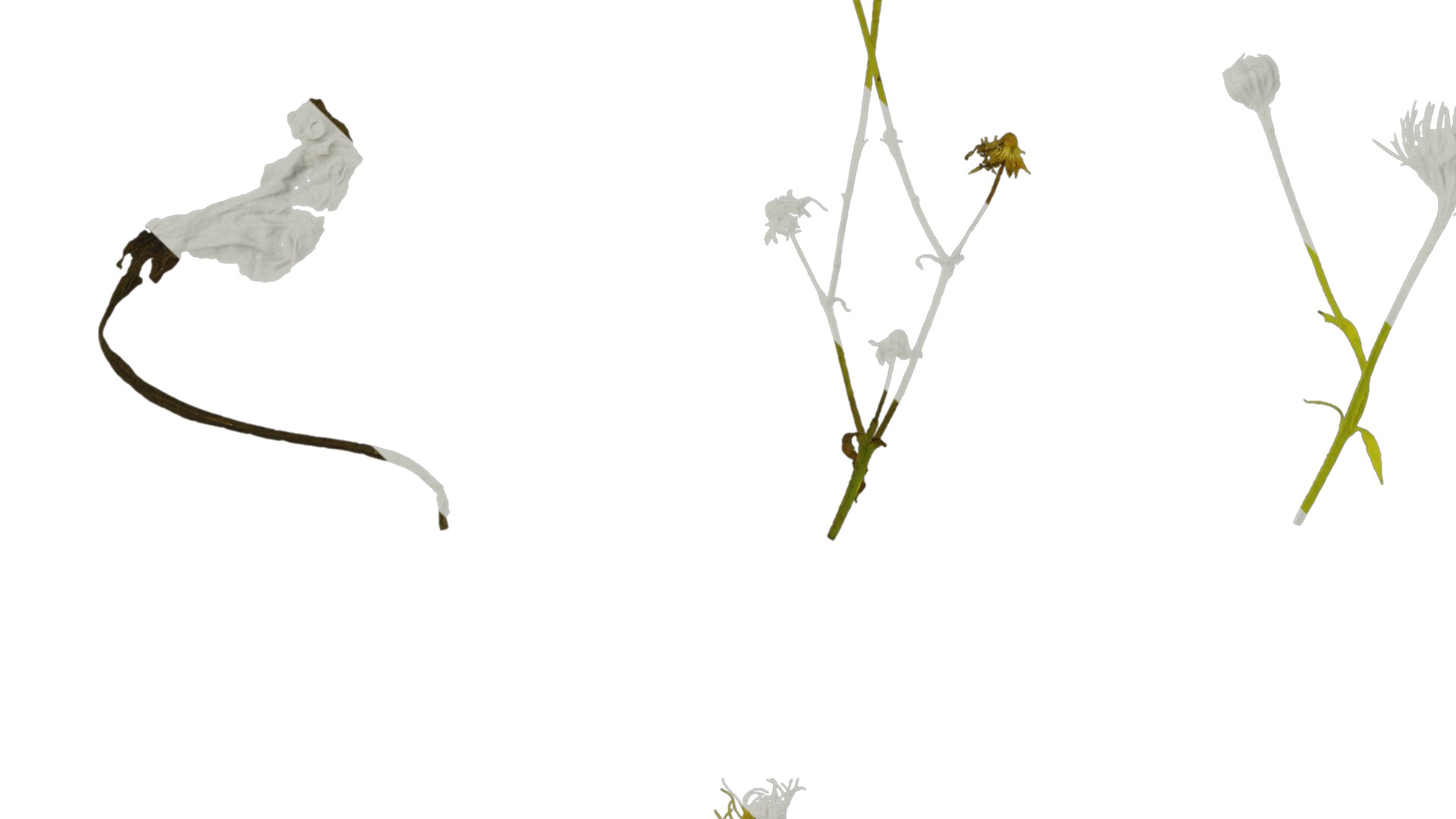 Anydrafts Erigeron annuus Atlas 02 Texture_3