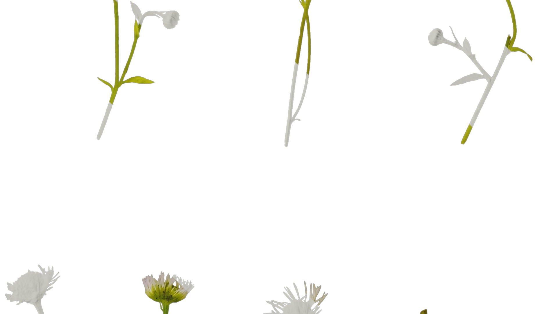 Anydrafts Erigeron annuus Atlas 02 Texture_4