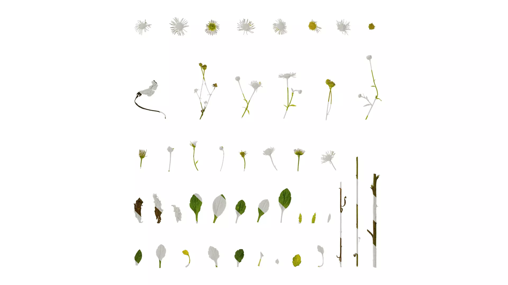 Anydrafts Erigeron annuus Atlas 02 Texture_0