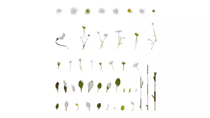 Anydrafts Erigeron annuus Atlas 02