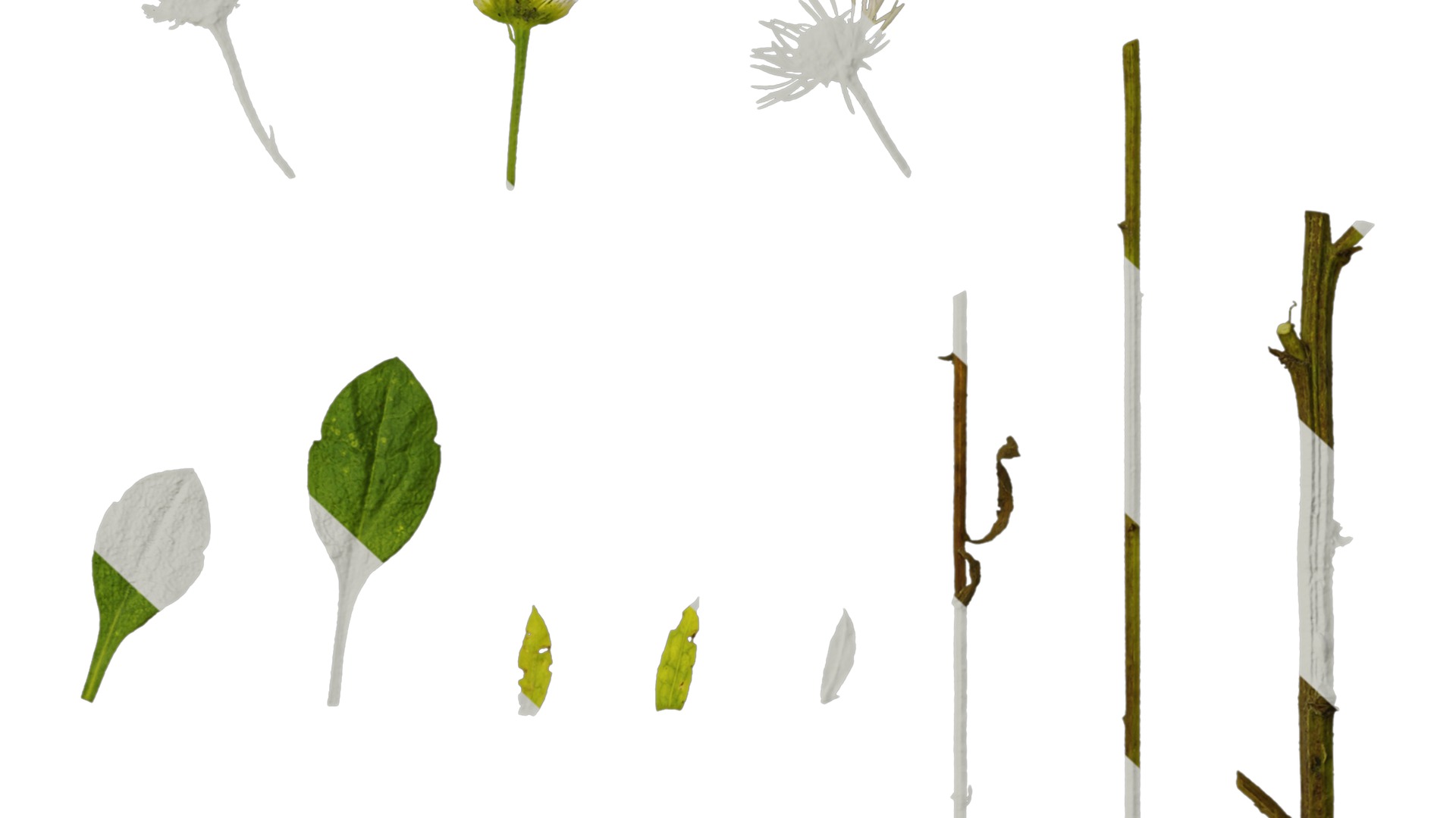 Anydrafts Erigeron annuus Atlas 02 Texture_6