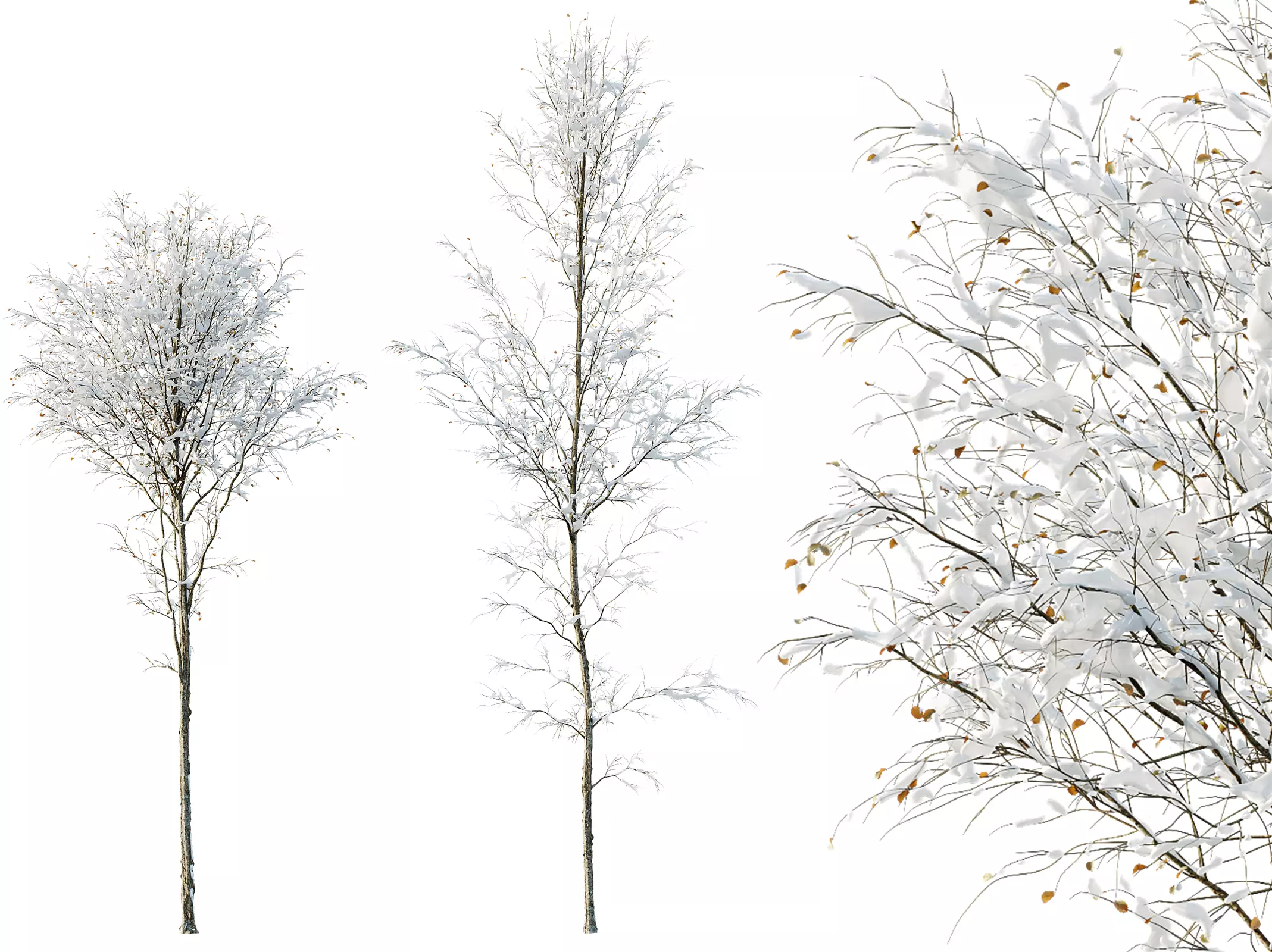 AV Plants Alnus-Glutinosa Winter Snow Tree Set02 3D model_0