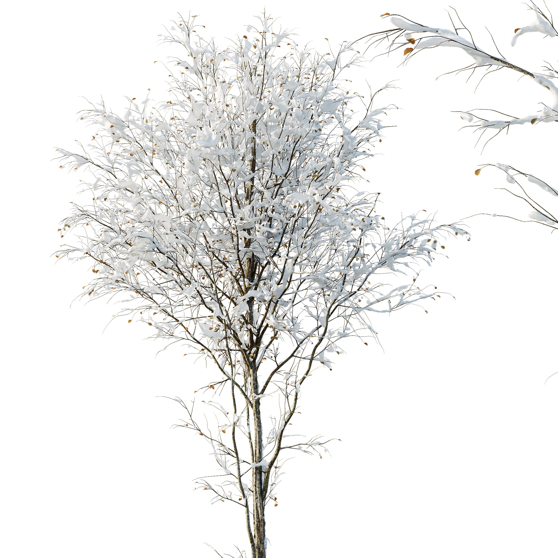 AV Plants Alnus-Glutinosa Winter Snow Tree Set02 3D model_1