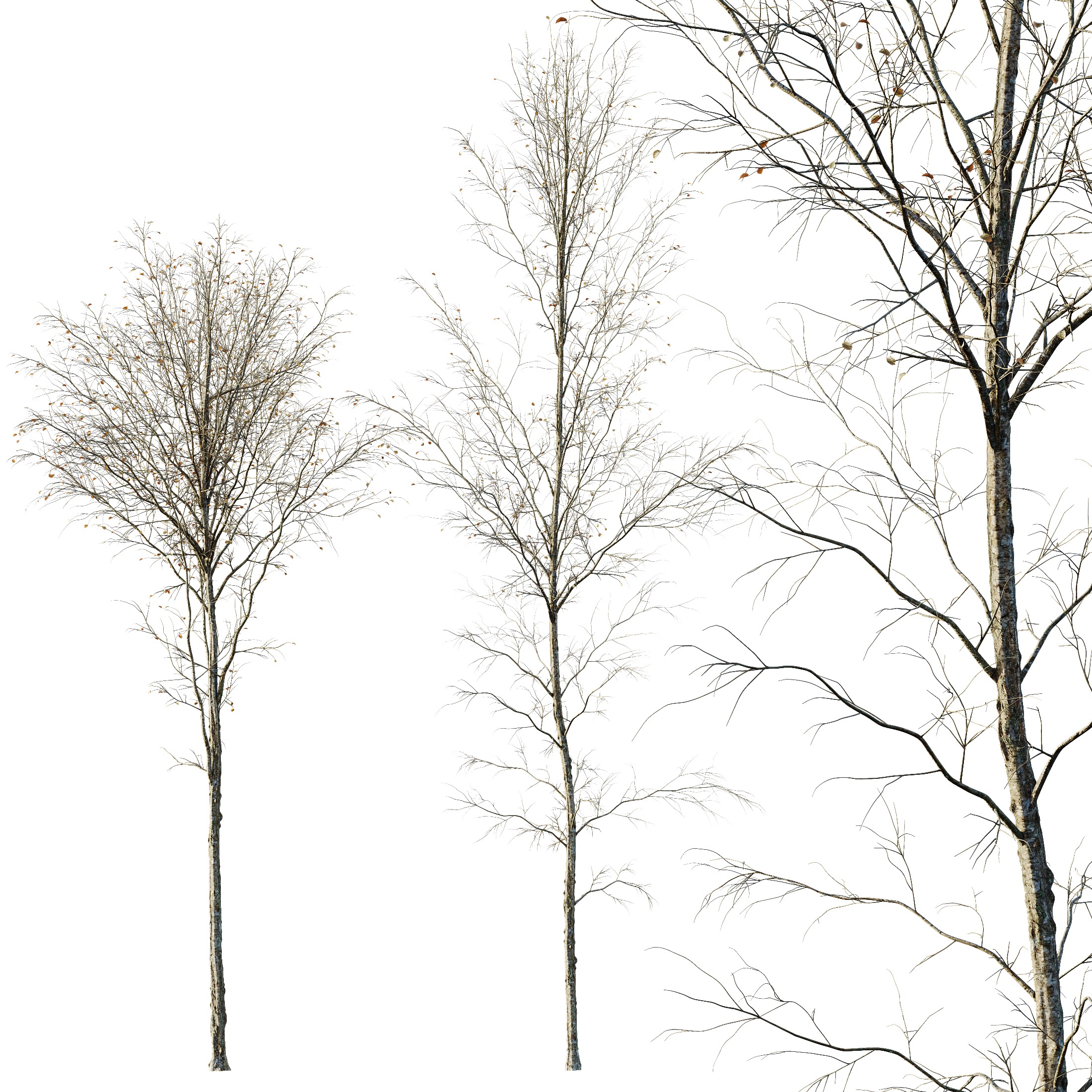 AV Plants Alnus-Glutinosa Winter Snow Tree Set02 3D model_3