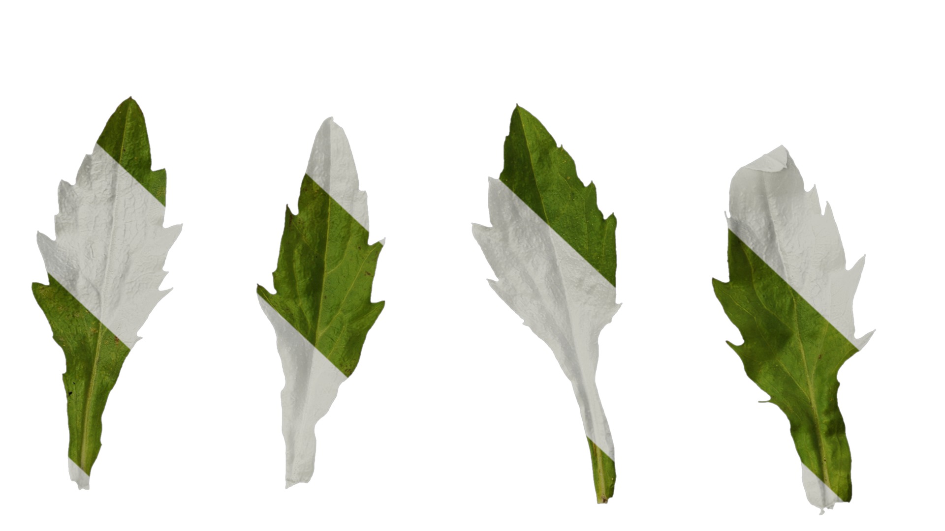 Anydrafts Erigeron annuus Leaf 03 Texture_7