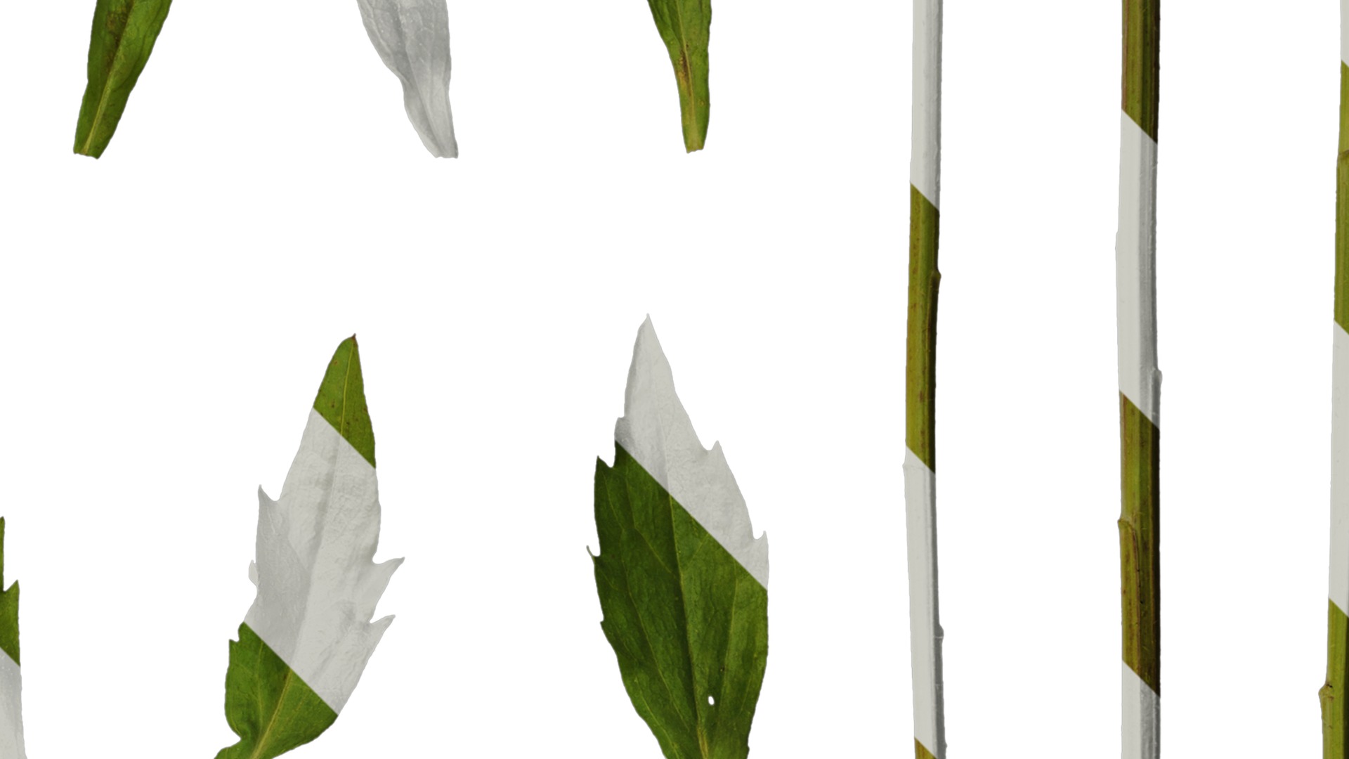 Anydrafts Erigeron annuus Leaf 03 Texture_2