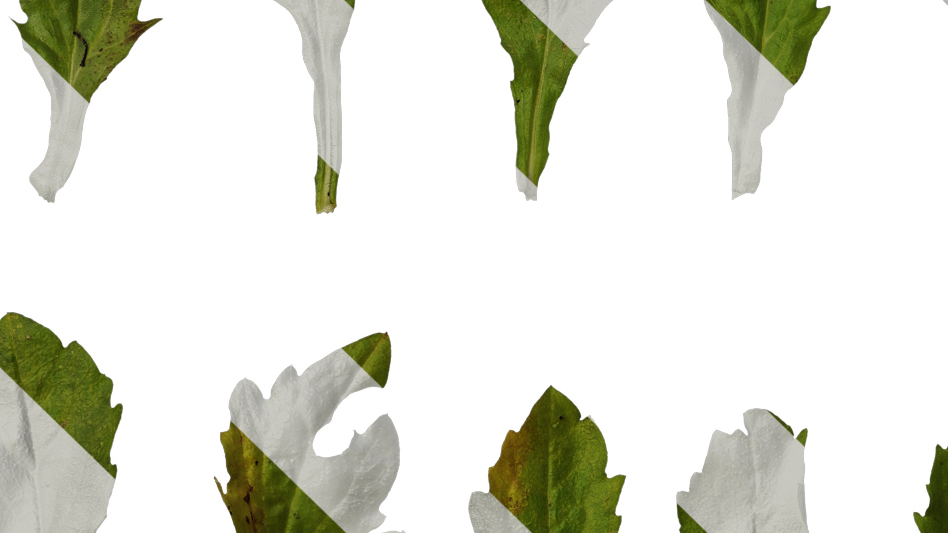 Anydrafts Erigeron annuus Leaf 03 Texture_5