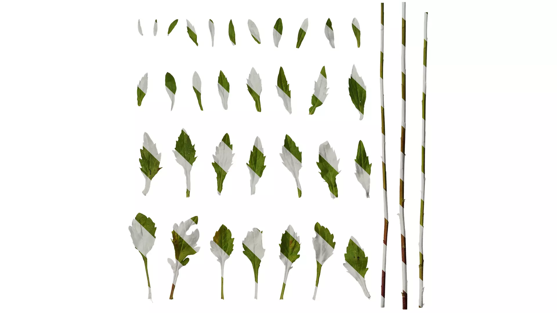 Anydrafts Erigeron annuus Leaf 03 Texture_0