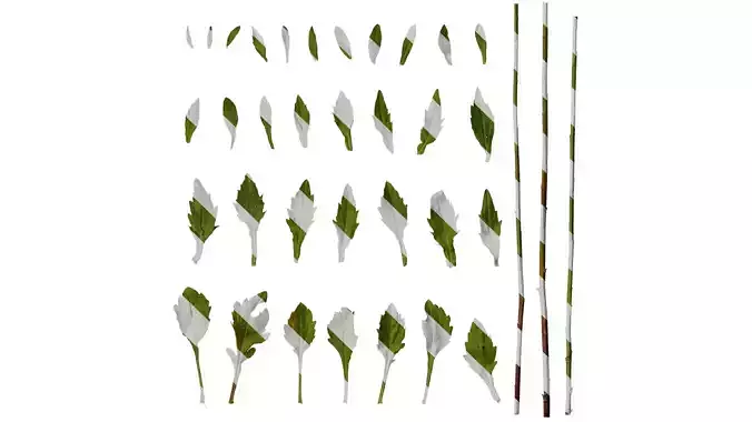 Anydrafts Erigeron annuus Leaf 03