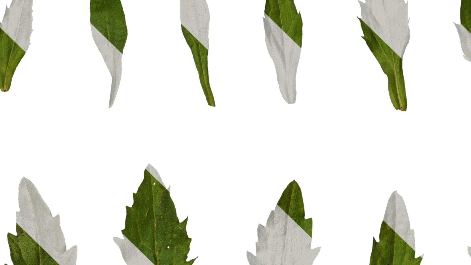 Anydrafts Erigeron annuus Leaf 03 Texture_3