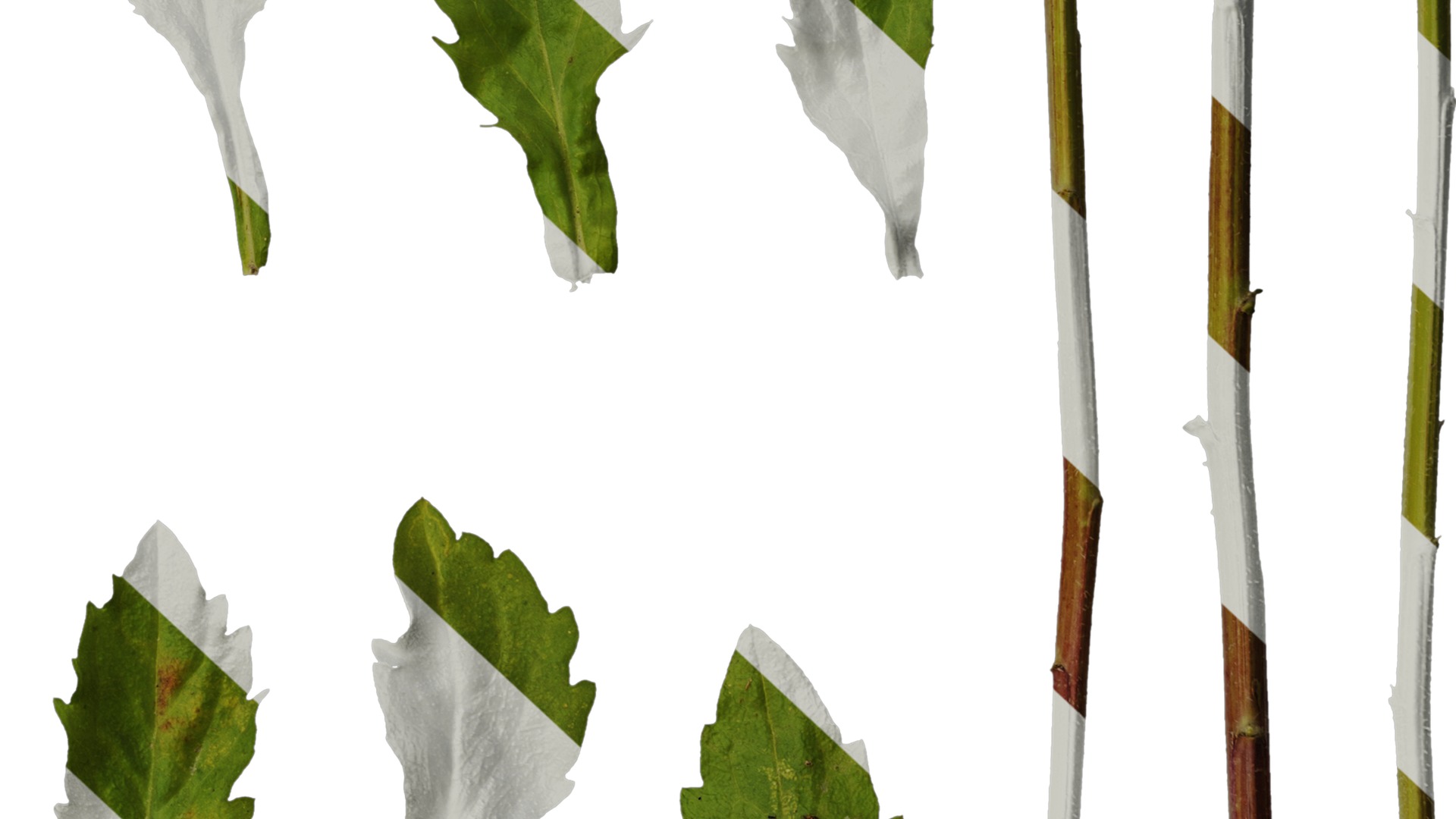 Anydrafts Erigeron annuus Leaf 03 Texture_6