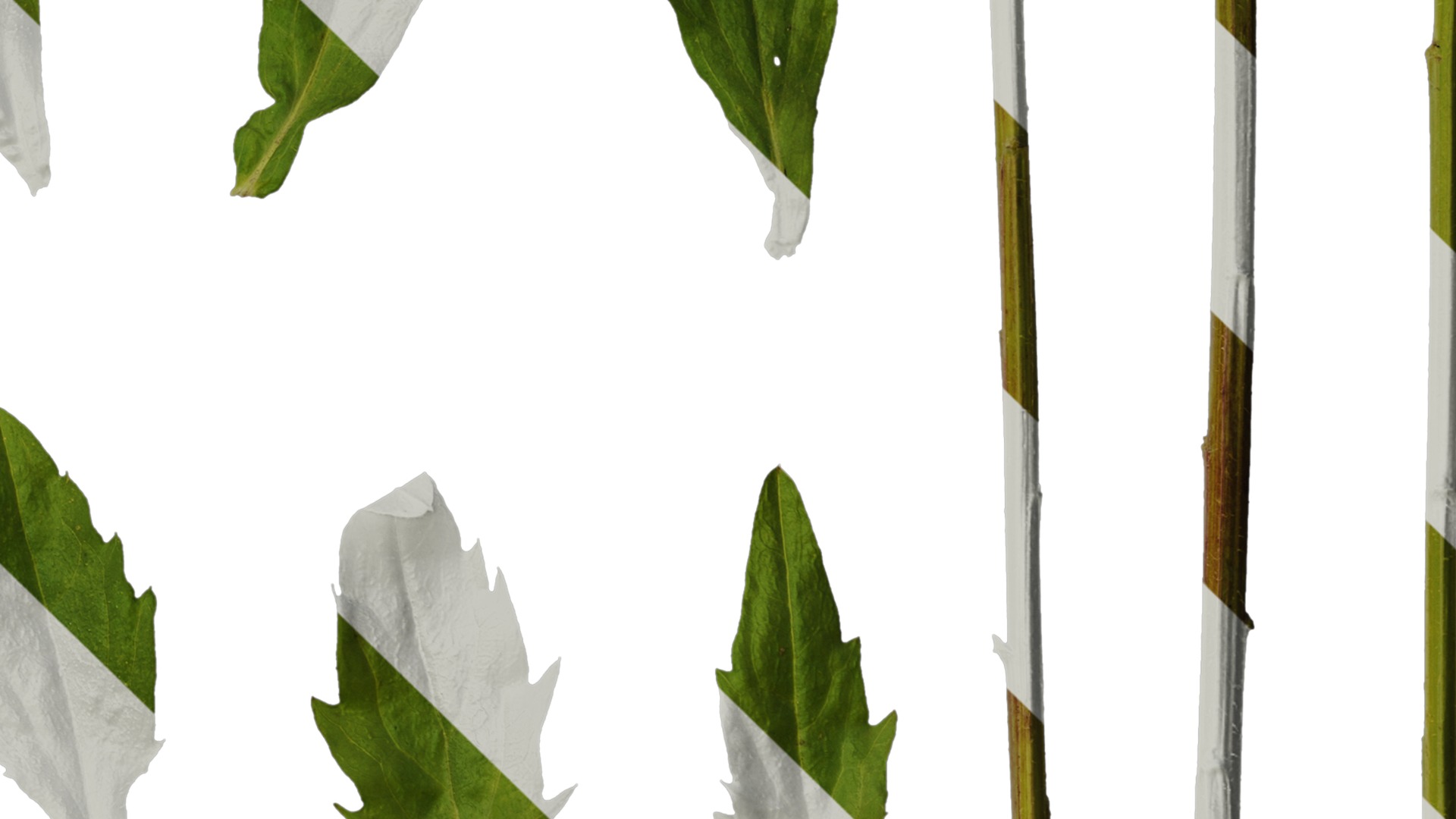 Anydrafts Erigeron annuus Leaf 03 Texture_4