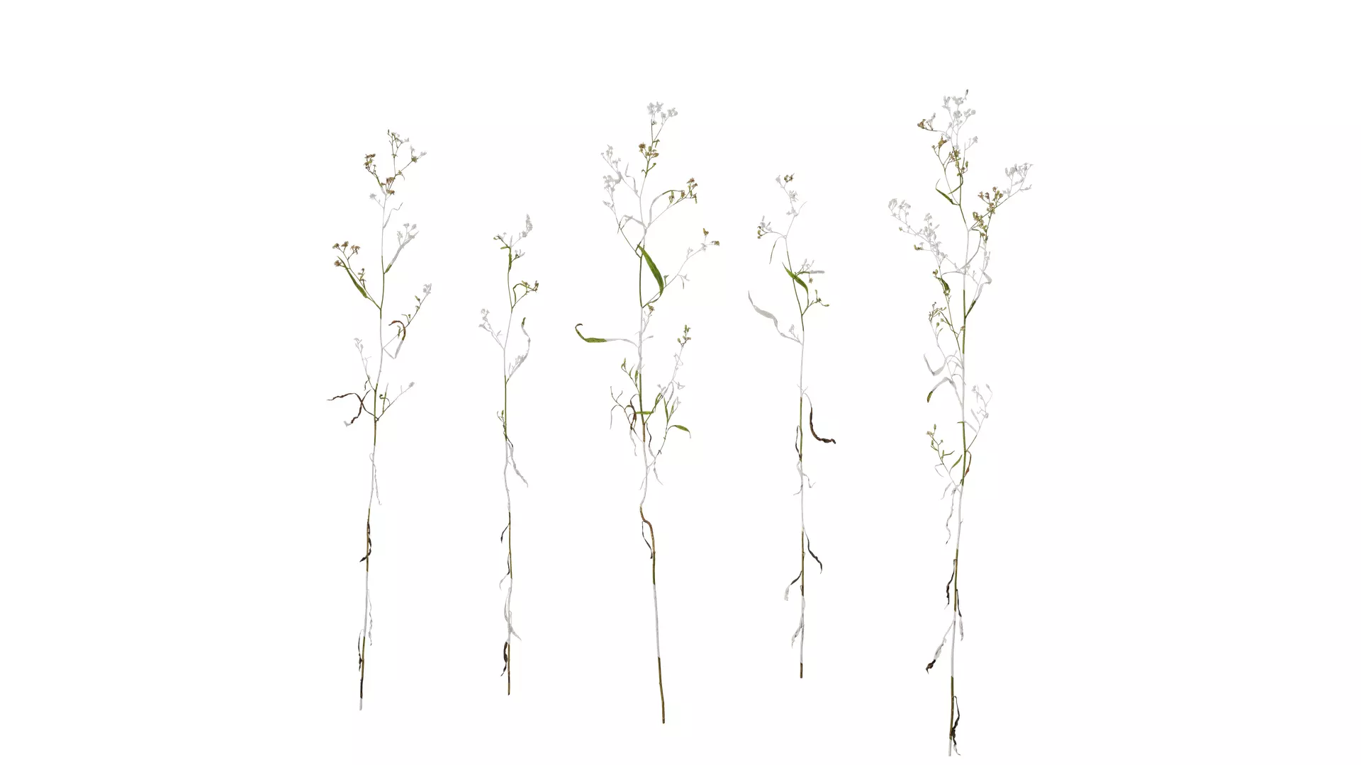 Anydrafts Erigeron canadensis Atlas 03 Texture_0