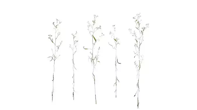 Anydrafts Erigeron canadensis Atlas 03