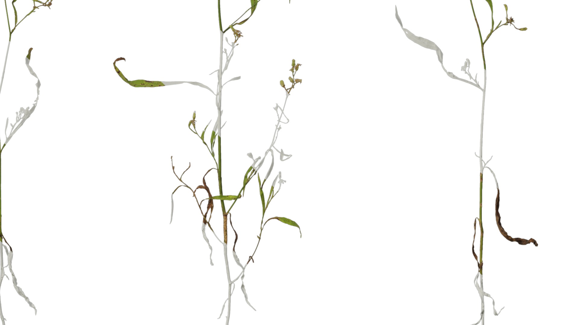 Anydrafts Erigeron canadensis Atlas 03 Texture_7