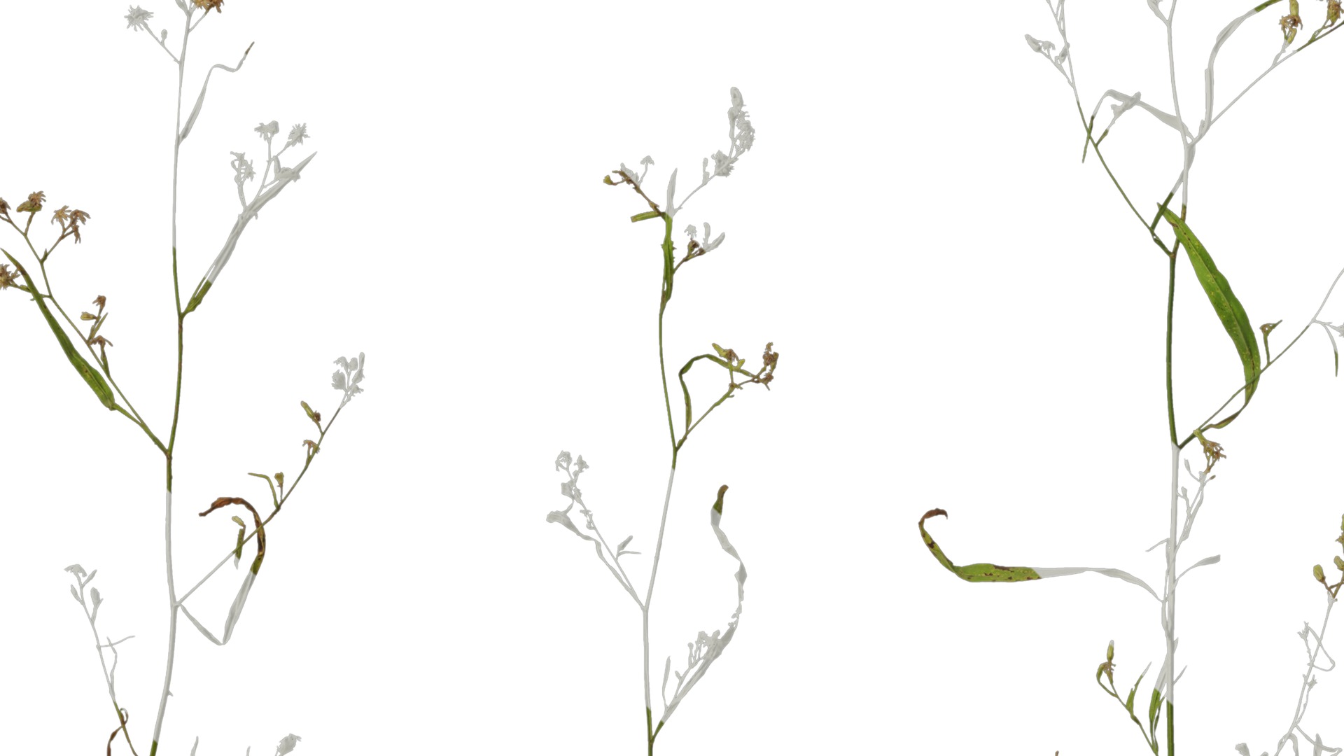 Anydrafts Erigeron canadensis Atlas 03 Texture_3