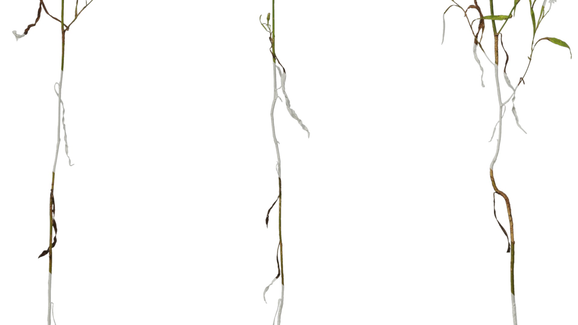 Anydrafts Erigeron canadensis Atlas 03 Texture_5