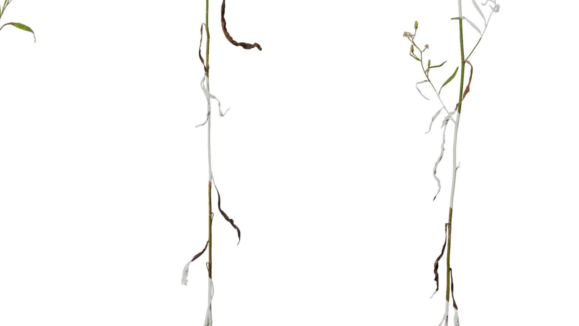 Anydrafts Erigeron canadensis Atlas 03 Texture_6