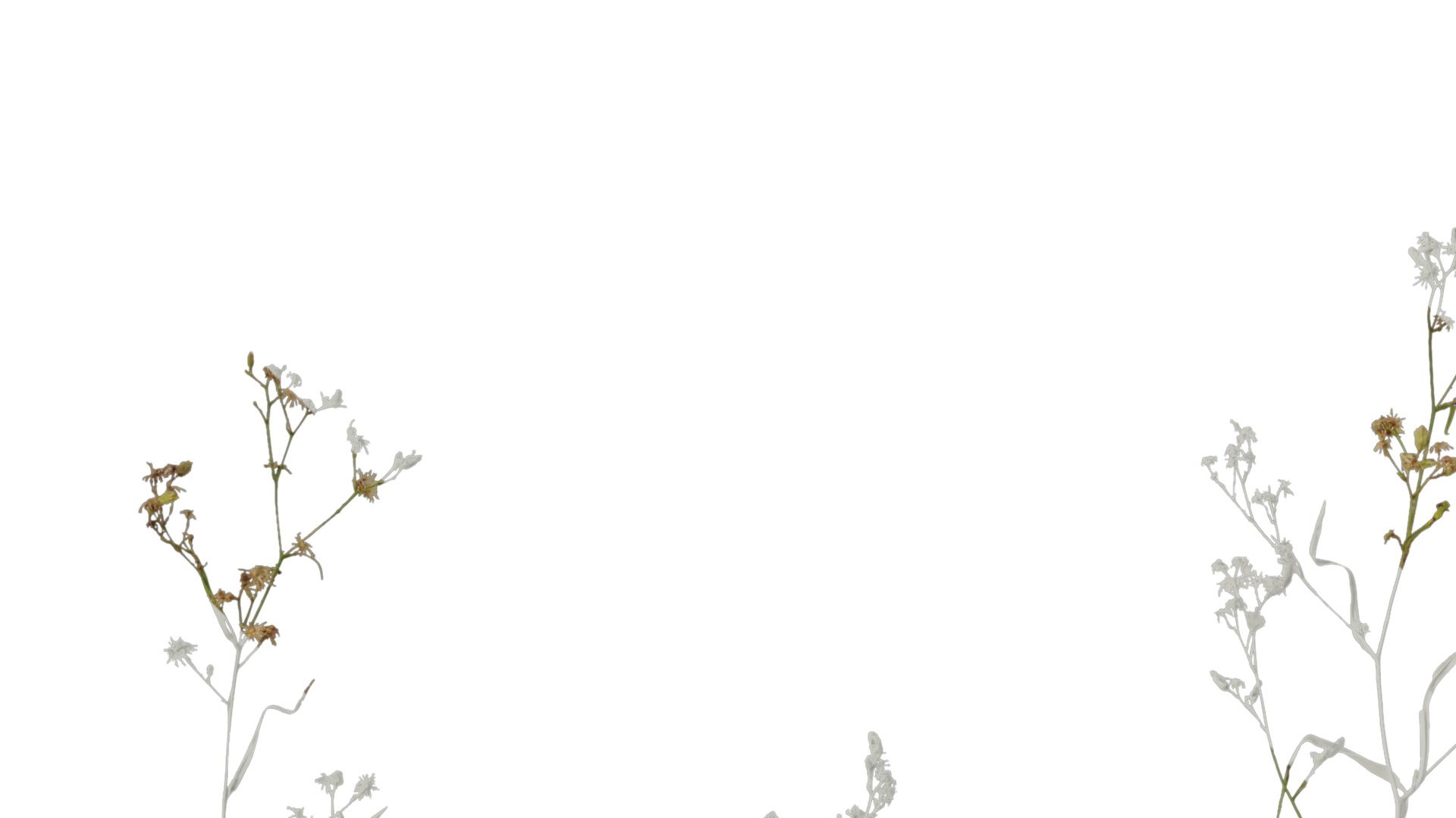 Anydrafts Erigeron canadensis Atlas 03 Texture_1