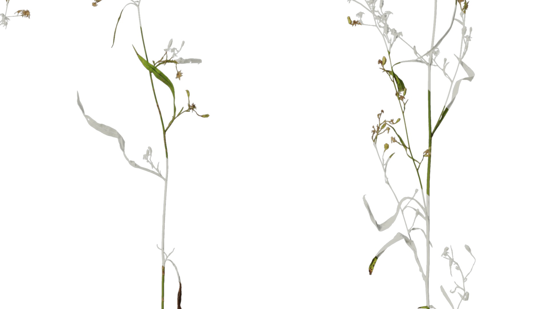 Anydrafts Erigeron canadensis Atlas 03 Texture_4