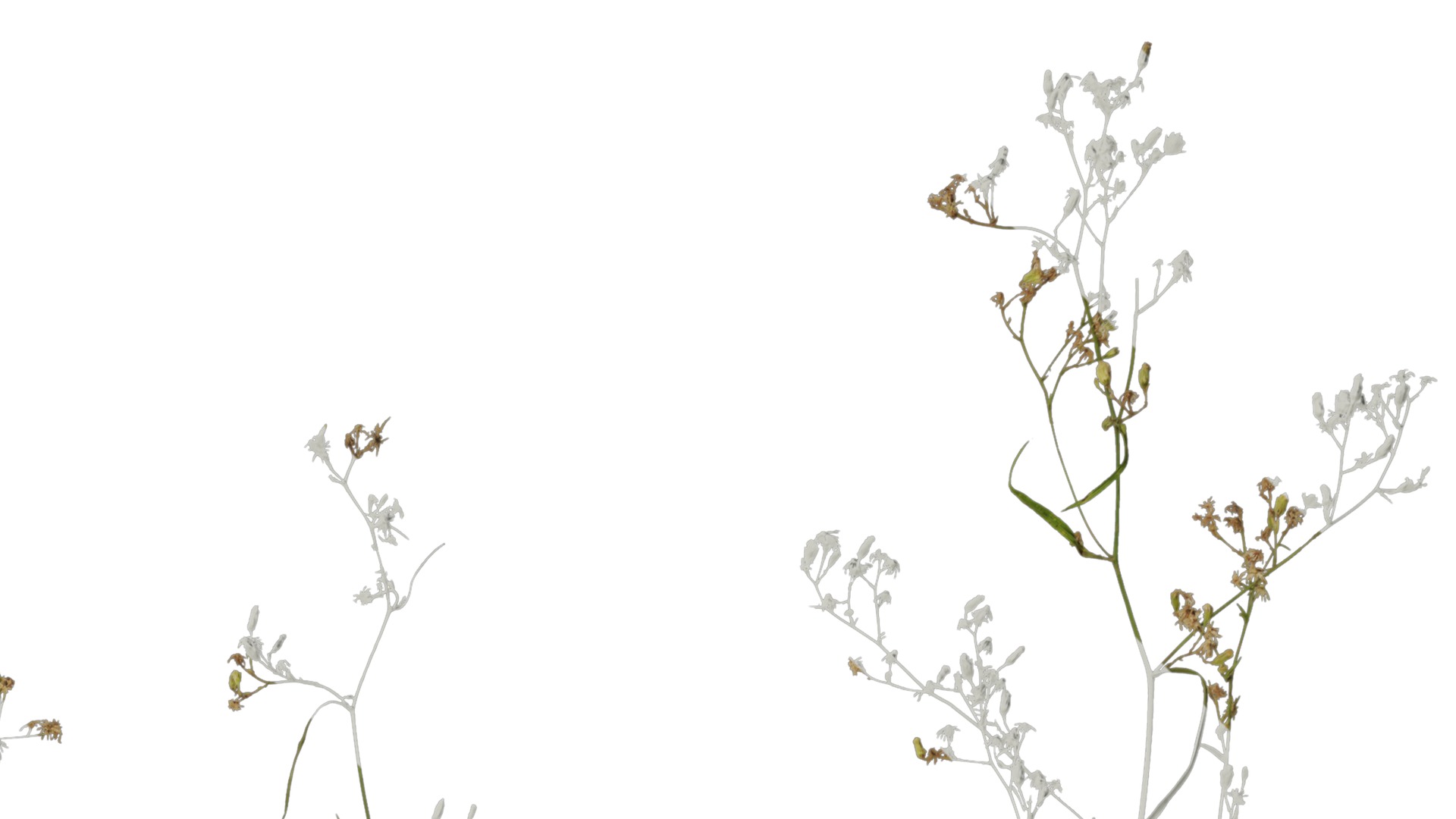 Anydrafts Erigeron canadensis Atlas 03 Texture_2