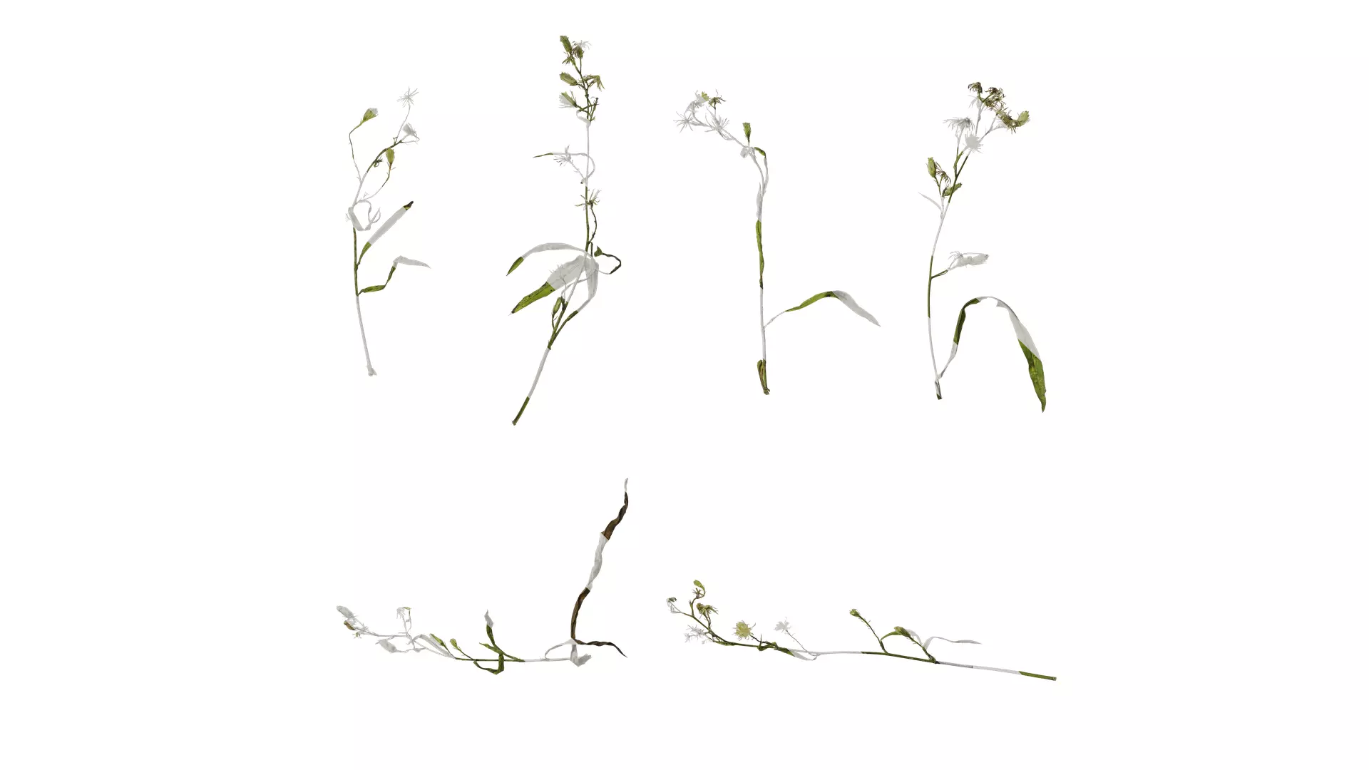 Anydrafts Erigeron canadensis Atlas 06 Texture_0