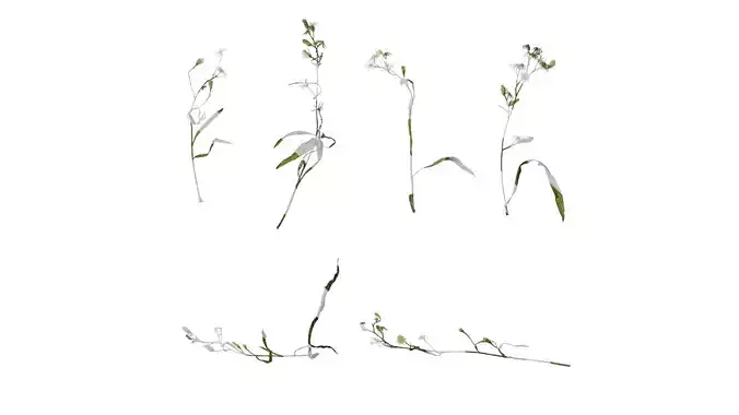 Anydrafts Erigeron canadensis Atlas 06