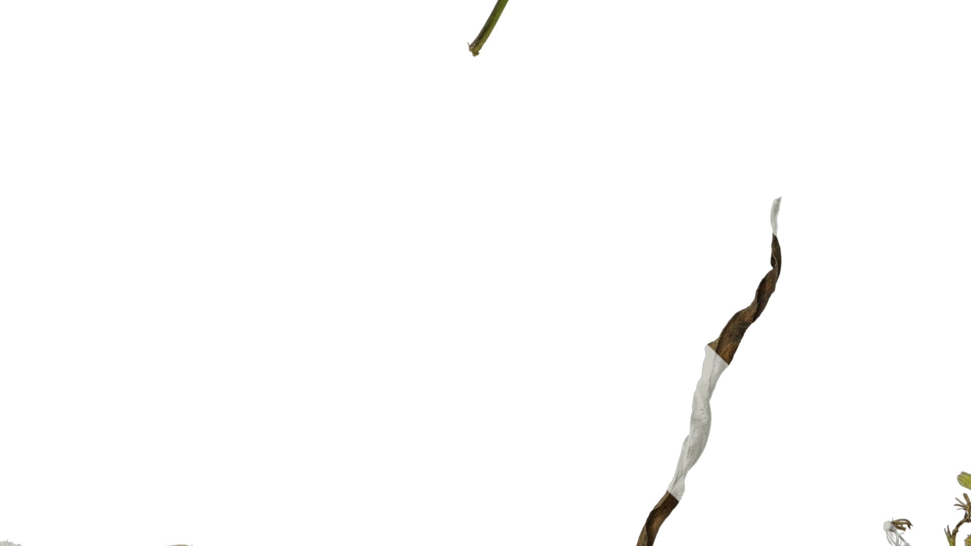 Anydrafts Erigeron canadensis Atlas 06 Texture_5