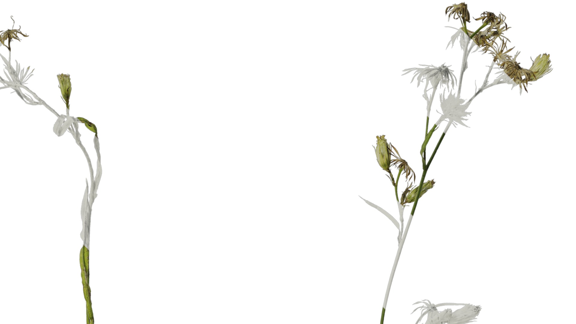 Anydrafts Erigeron canadensis Atlas 06 Texture_2