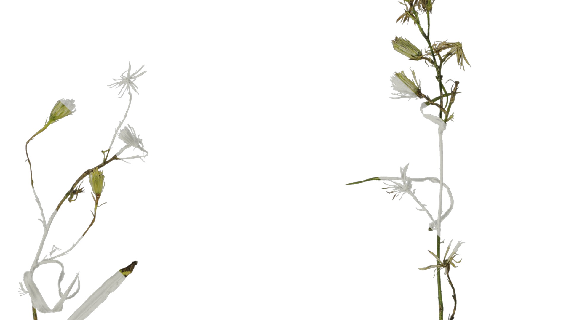 Anydrafts Erigeron canadensis Atlas 06 Texture_1