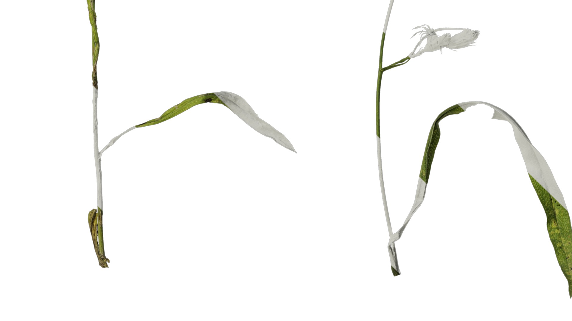 Anydrafts Erigeron canadensis Atlas 06 Texture_4