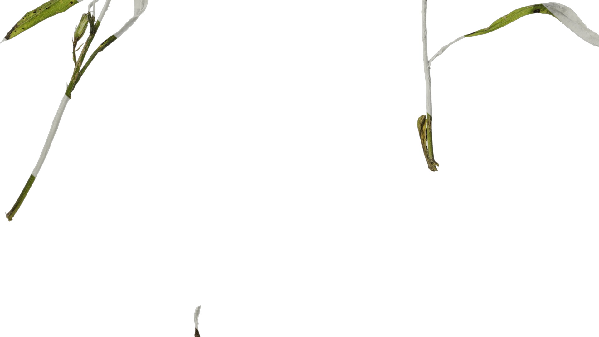 Anydrafts Erigeron canadensis Atlas 06 Texture_7