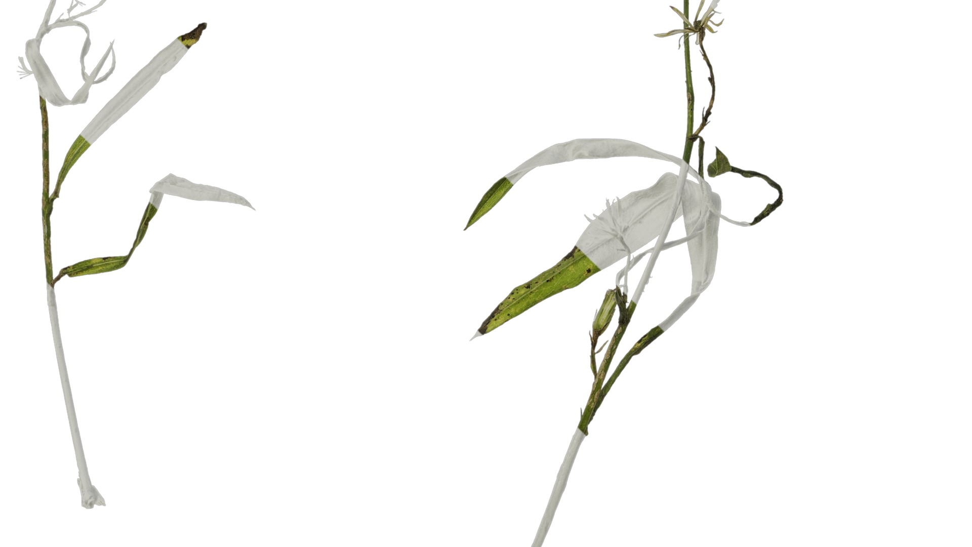 Anydrafts Erigeron canadensis Atlas 06 Texture_3