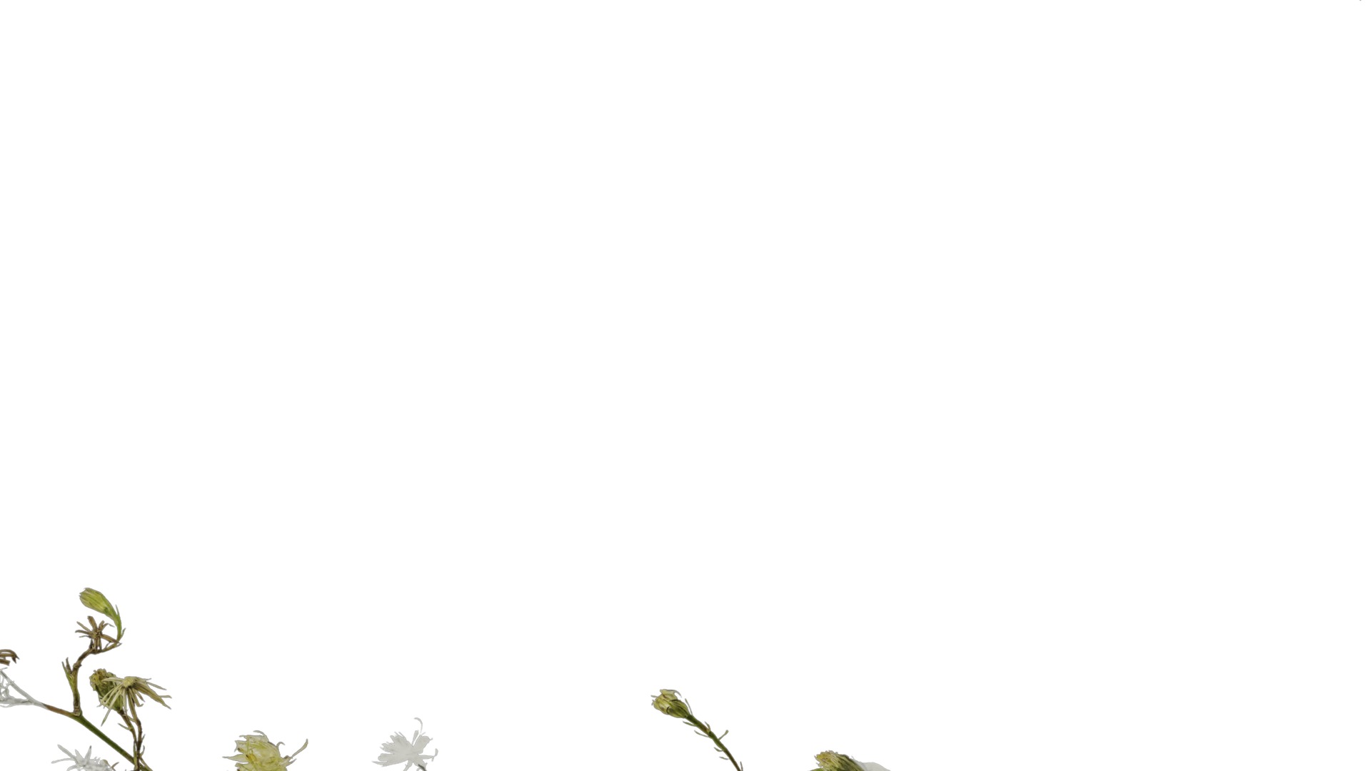 Anydrafts Erigeron canadensis Atlas 06 Texture_6