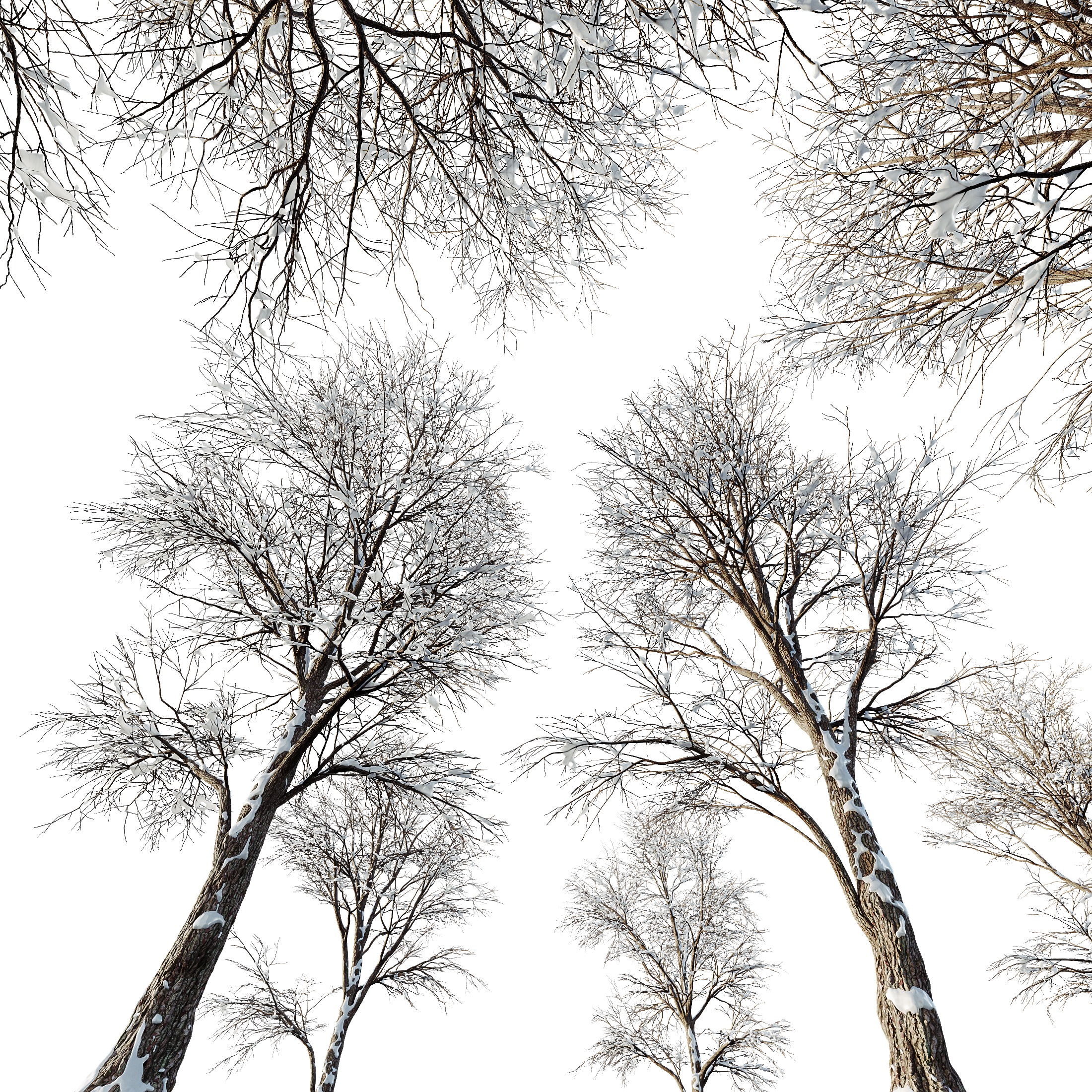 AV Plants Angel Oak Live Tree Spanish Moss Winter Snow Tree 3D model_2