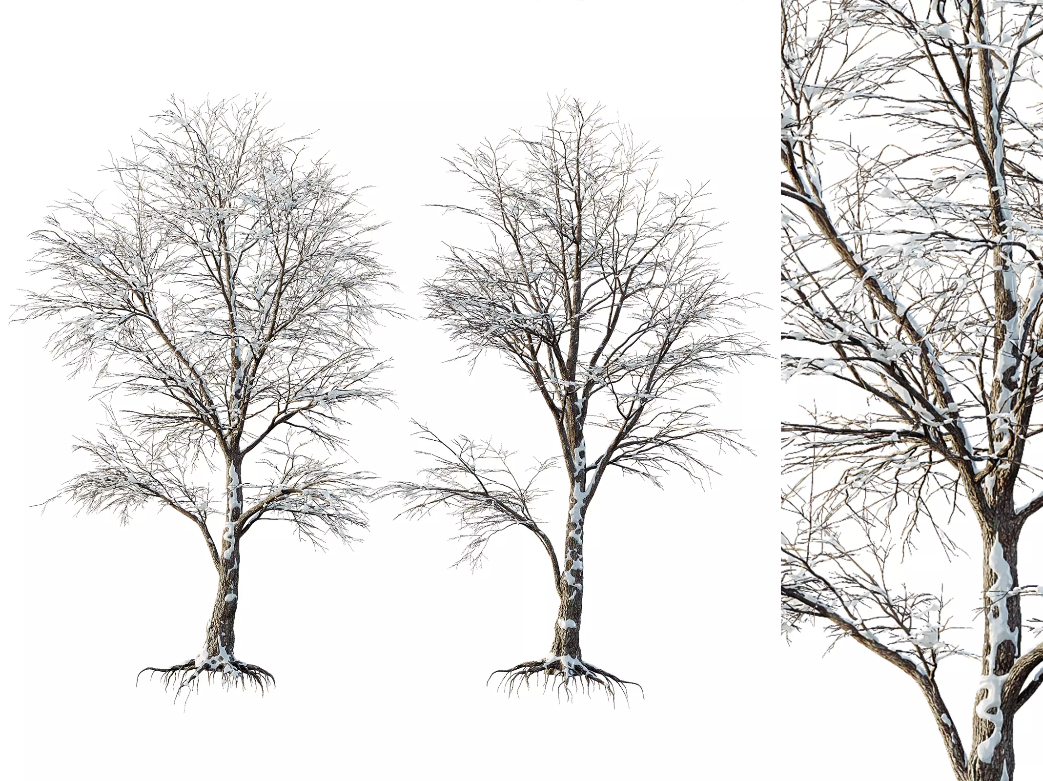 AV Plants Angel Oak Live Tree Spanish Moss Winter Snow Tree 3D model_0