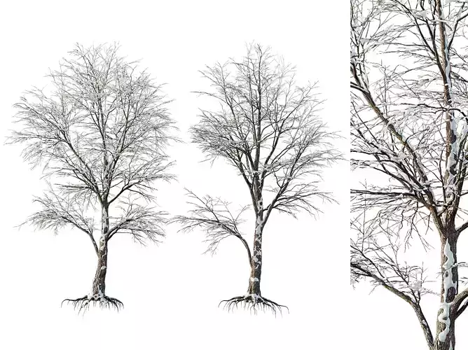 AV Plants Angel Oak Live Tree Spanish Moss Winter Snow Tree 3D model