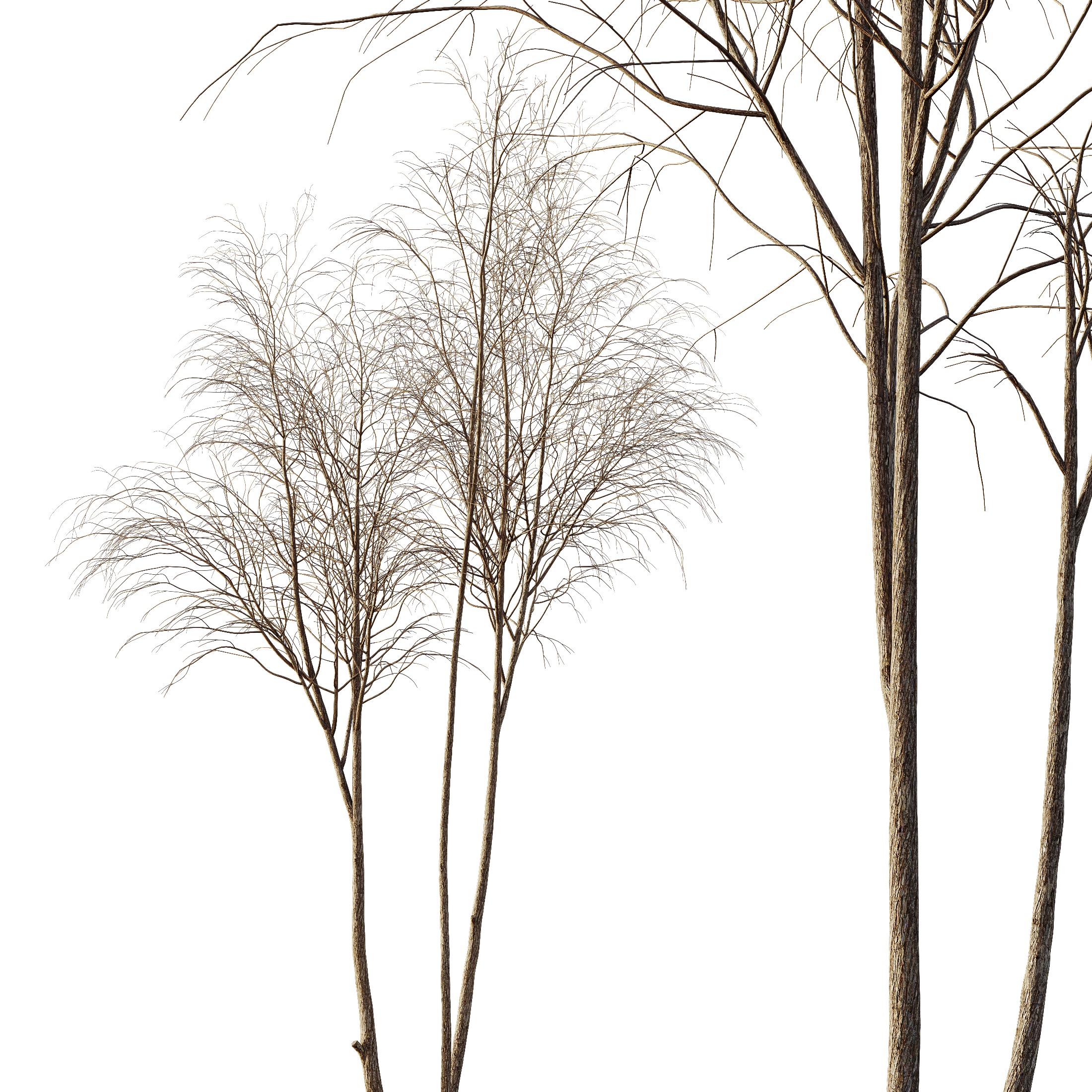 AV Plants Ash Tree Winter Snow 3D model_2