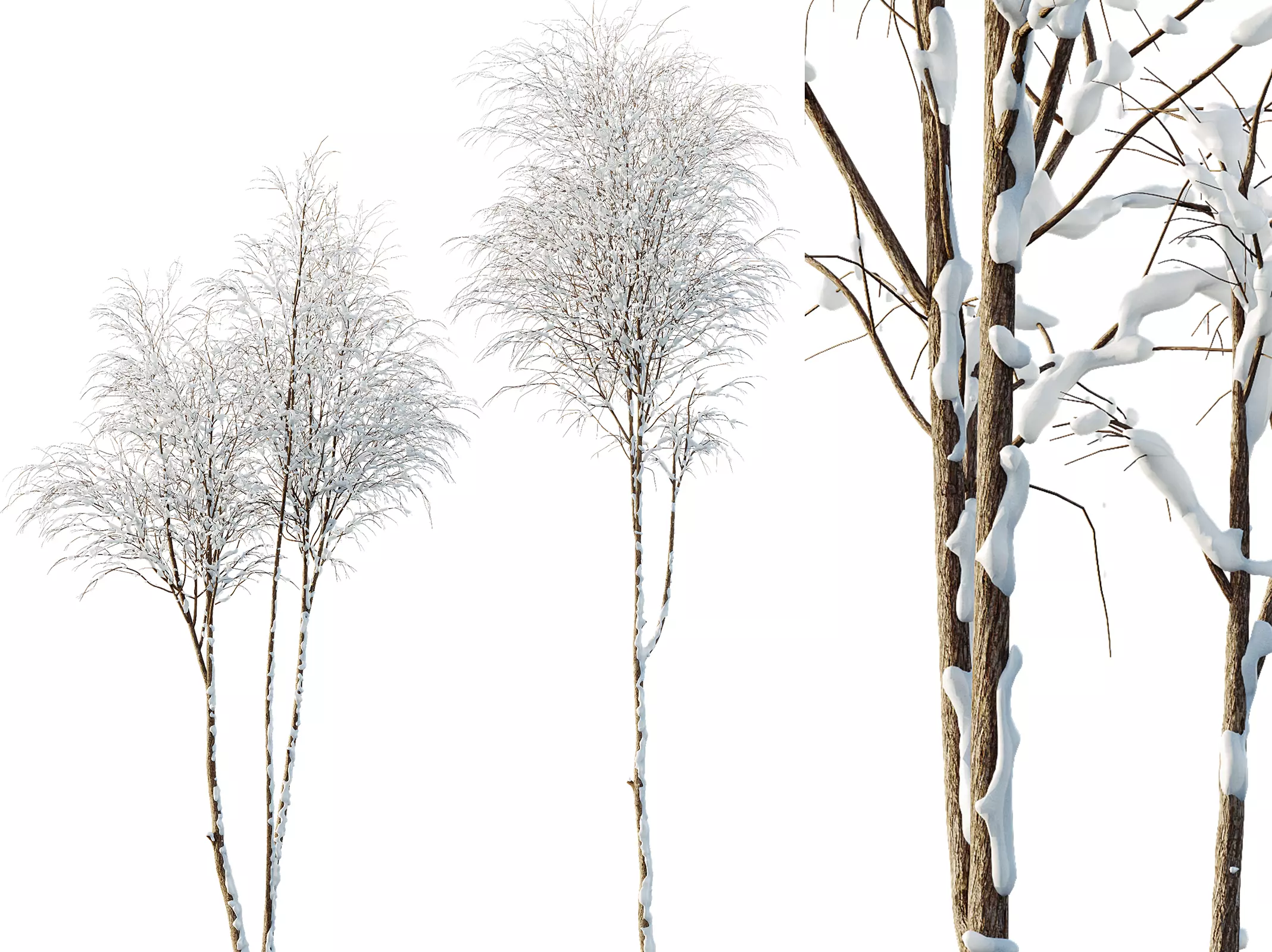 AV Plants Ash Tree Winter Snow 3D model_0