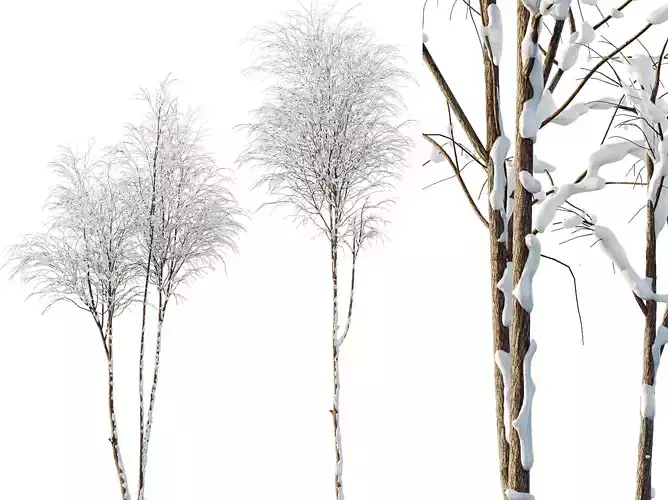 AV Plants Ash Tree Winter Snow 3D model