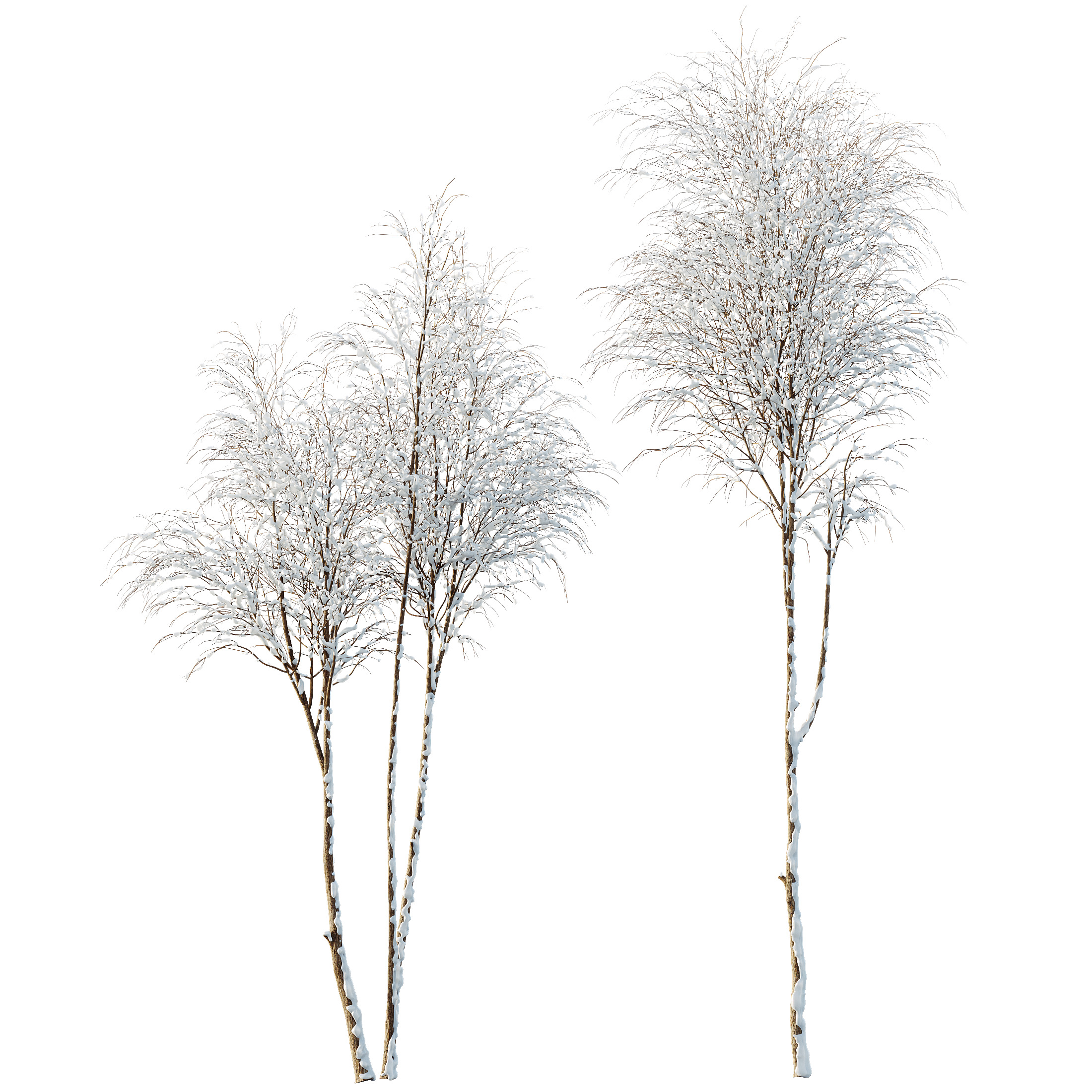 AV Plants Ash Tree Winter Snow 3D model_3