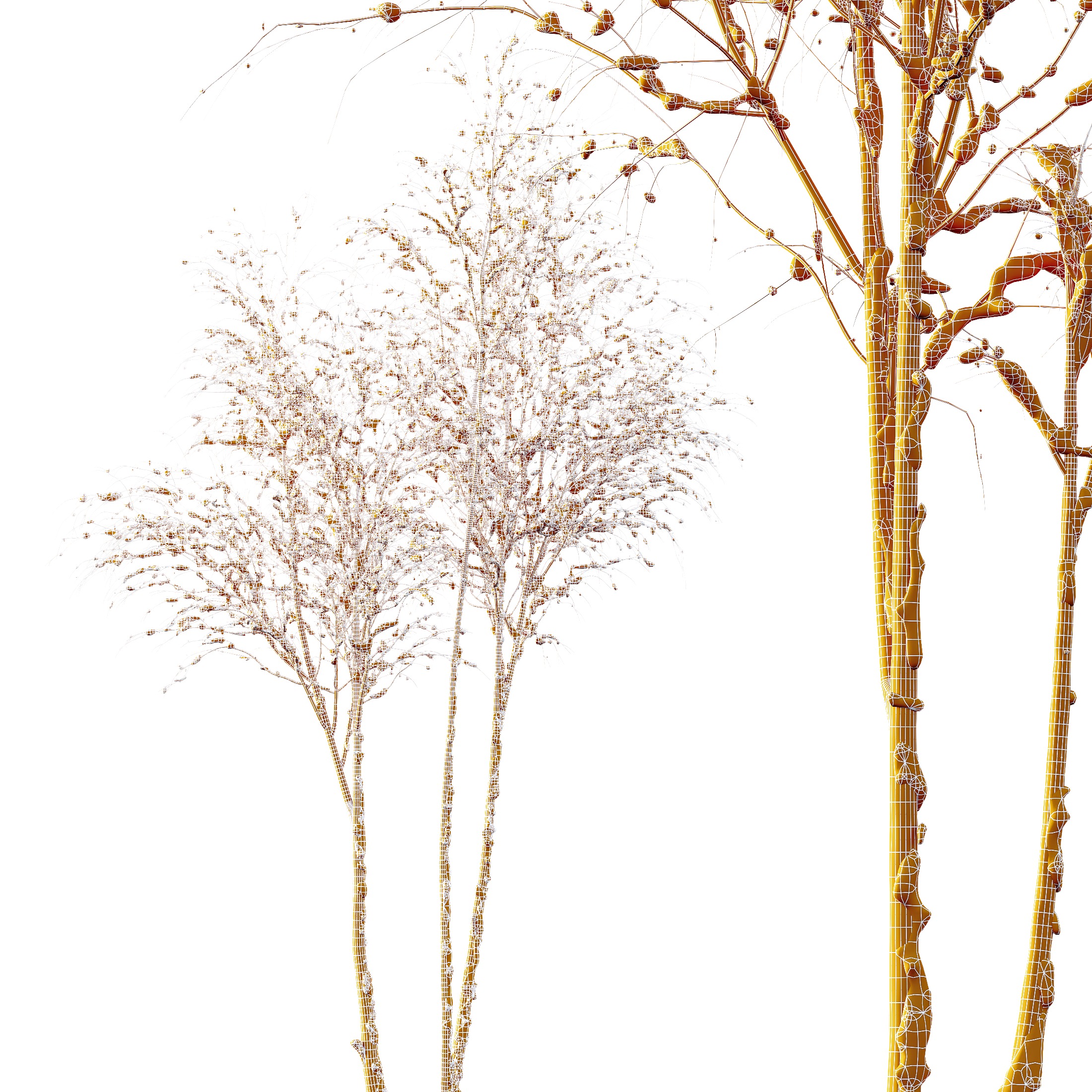 AV Plants Ash Tree Winter Snow 3D model_4