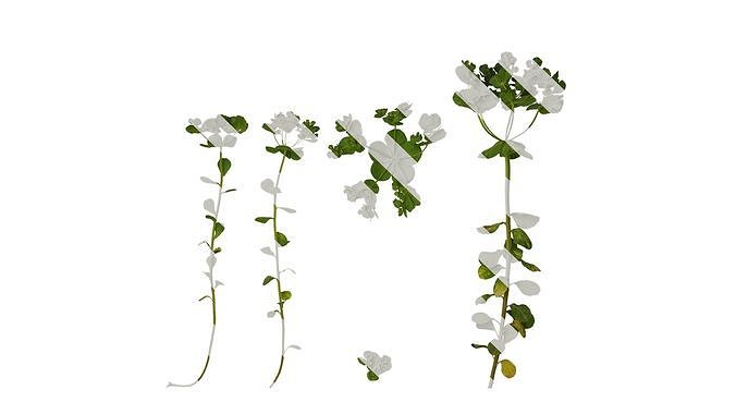 Anydrafts Euphorbia helioscopia Atlas 01 Texture